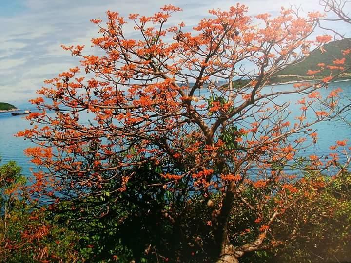 Trang Vu Homestay Cu Lao Cham Tân Hiệ Eksteriør bilde